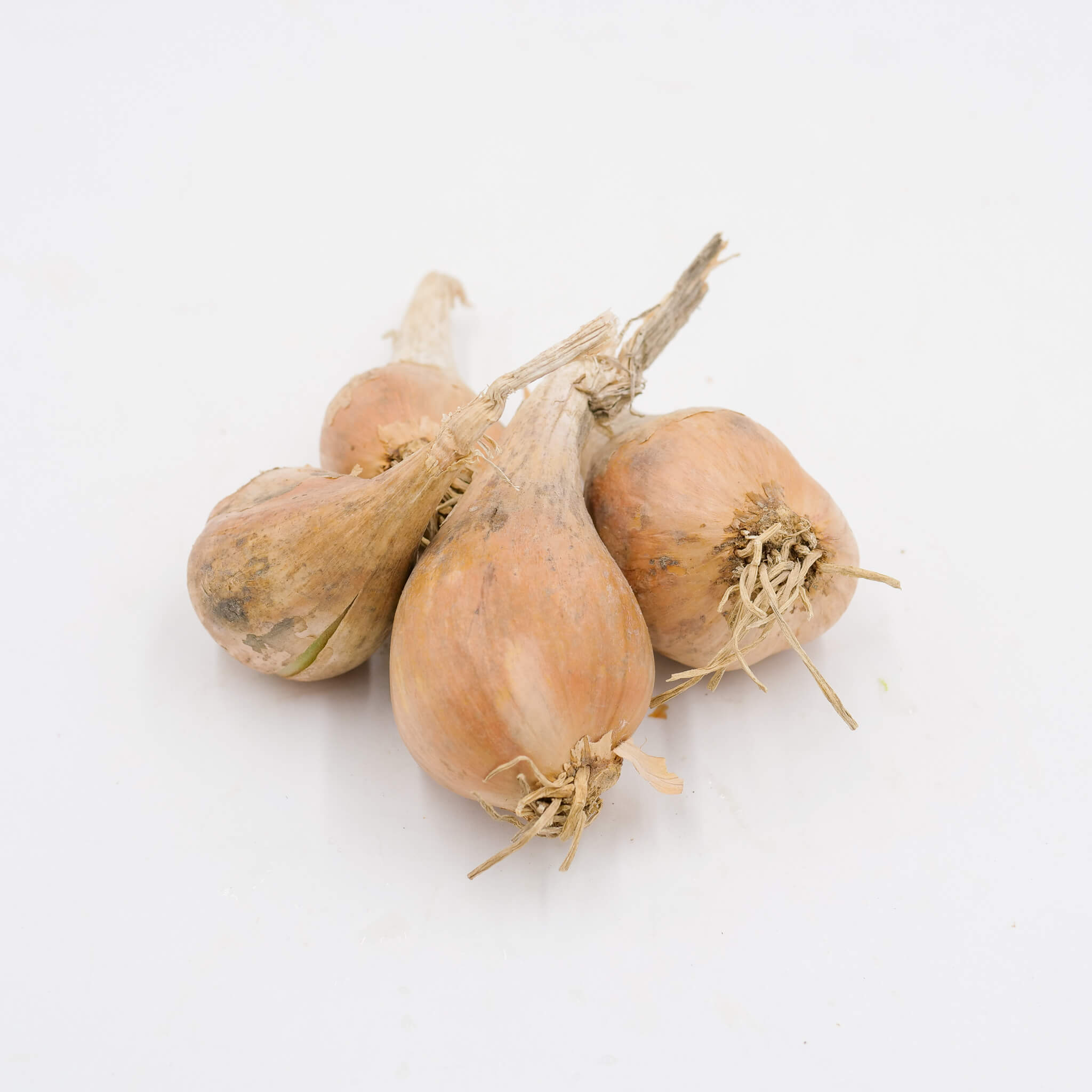 La Légumière, the specialist of Breton and seasonal vegetables ! grey shallot